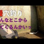 【うなぎ穴釣り】やっぱり水深1cmでしょ！【広ヲタ釣り部】