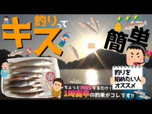 キス釣りって1時間半でこんなに釣れるから釣りを始めたい人にお勧め【初心者向けの釣り】