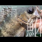 【エサ釣り】梅雨の晴れ間に良型メバルがお目見え