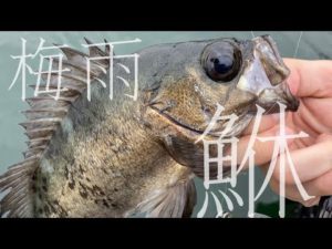 【エサ釣り】梅雨の晴れ間に良型メバルがお目見え