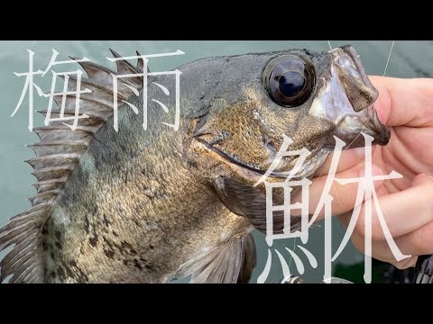 【エサ釣り】梅雨の晴れ間に良型メバルがお目見え
