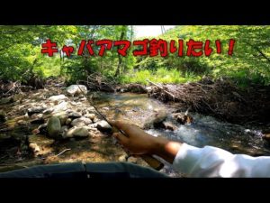 せっかく長野に来たんだからキャバアマゴを釣りたいのだ！