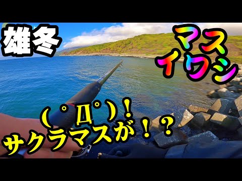 【釣り】北海道サクラマス・イワシ・雄冬漁港・爆釣・群れ・ジグ・2022年