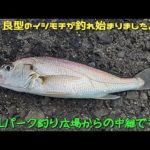 【３Lパーク釣り】イシモチ、ハゼ、カタクチイワシ爆釣