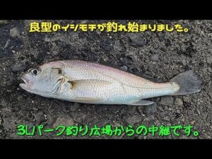 【3Lパーク釣り】イシモチ、ハゼ、カタクチイワシ爆釣