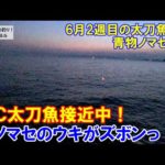 6月ＭＣ太刀魚接近中！ノマセ釣りのウキがズボンっ！6月2週目のタチウオ釣りと泳がせ釣り。