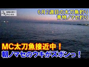 6月ＭＣ太刀魚接近中！ノマセ釣りのウキがズボンっ！6月2週目のタチウオ釣りと泳がせ釣り。