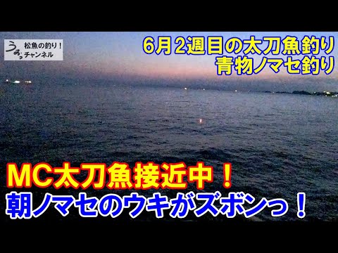 6月ＭＣ太刀魚接近中！ノマセ釣りのウキがズボンっ！6月2週目のタチウオ釣りと泳がせ釣り。