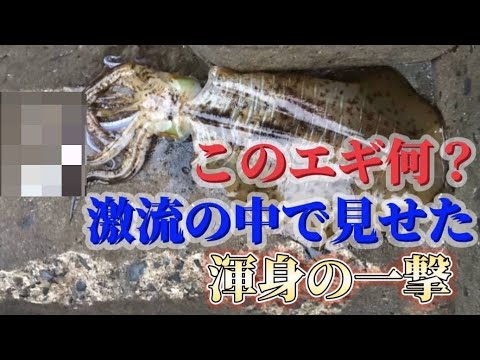【エギング】激流の中で苦戦!突破口は○○○だ!#福岡釣り