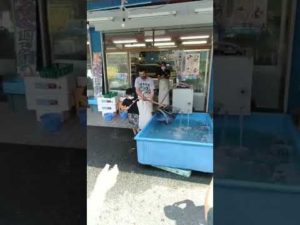 ヤマタ水産　山で海の釣り堀　タイ釣り　惜しいバージョン　イベント　榛原にぎわい市場ヤマトナ　挑戦　誰でも釣れます！