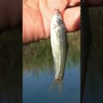 【釣りぶら散歩。】千葉県 印旛沼で小物釣り。【淡水】#shorts