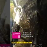 200円で何でも釣れちゃう⁉#長崎 #釣り #shorts