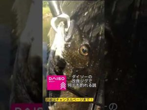 200円で何でも釣れちゃう⁉#長崎 #釣り #shorts