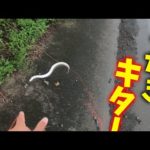 クリークでやっとうなぎが釣れた‼