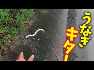 クリークでやっとうなぎが釣れた‼