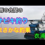 梅雨の合間のサビキ釣りでまさかな釣果 衣浦湾