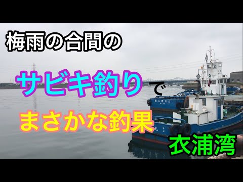 梅雨の合間のサビキ釣りでまさかな釣果 衣浦湾