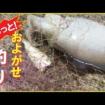 【コウイカ釣り・泳がせ釣り】のませ釣りでシリヤケイカを狙います💦