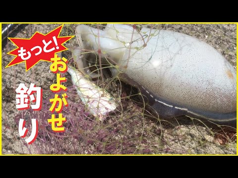 【コウイカ釣り・泳がせ釣り】のませ釣りでシリヤケイカを狙います💦