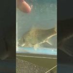 【釣りぶら散歩。】茨城県 霞ケ浦の水路で小物釣り。【淡水】#shorts