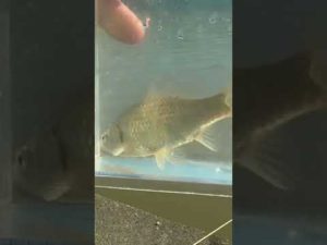 【釣りぶら散歩。】茨城県 霞ケ浦の水路で小物釣り。【淡水】#shorts