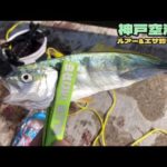 【神戸空港】ルアー＆エサ釣り情報。魚種多彩♪fishingmax神戸ハーバー店2022/06/23