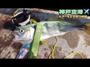 【神戸空港】ルアー＆エサ釣り情報。魚種多彩♪fishingmax神戸ハーバー店2022/06/23