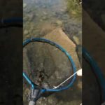 【うなぎ穴釣り　ヒットシーン】#shorts