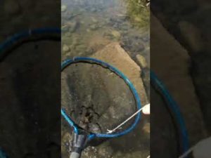 【うなぎ穴釣り　ヒットシーン】#shorts