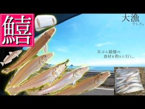 簡単に釣れてしかも最高に美味い。【キス釣り】