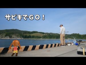 サビキ釣りに行ったら違うのが釣れた【前編】