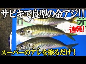 サビキにあのエサを付けたら刺身サイズの良型アジが連発！良型のアジが寄って来る決め手のエサが凄かった！ハプニングで釣れたのは！？【仕掛け・エサ・釣り方】