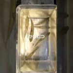 初夏の餌釣り かわむつ