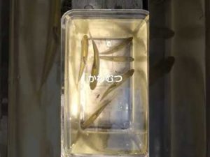 初夏の餌釣り かわむつ