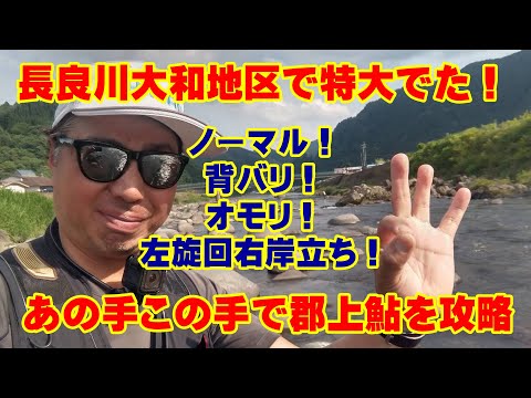 郡上鮎釣り！長良川の郡上市大和地区を休憩時間に攻めてきたら思わぬ釣果！