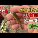 2022年ハゼ釣りシーズン開幕戦！６月の江戸川放水路でハゼはもう釣れるのか？