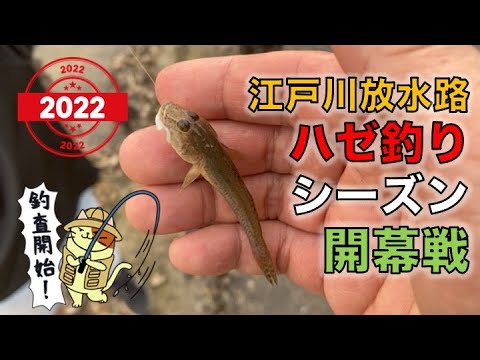 2022年ハゼ釣りシーズン開幕戦！６月の江戸川放水路でハゼはもう釣れるのか？