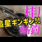 【鮎釣り】山梨県桂川に釣行#12追星ギンギンの鮎を求めて!!🏞️