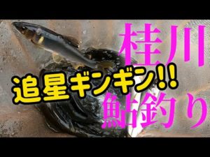 【鮎釣り】山梨県桂川に釣行#12追星ギンギンの鮎を求めて!!🏞️