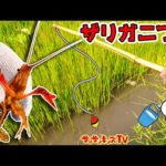 【対決】ザリガニ釣りに挑戦で大騒ぎ！どっちが多く釣れるかな？おでかけ・生き物・子供向け知育教育★サンサンキッズTV★