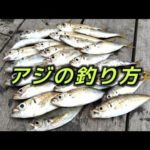 【アジ釣り】これさえ理解すればアジ爆釣！簡単に釣れるコツを掴め！