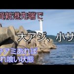 【敦賀湾2分割ボート釣り㉑】敦賀新港先端で大アジ、小サバ入れ食い状態、泳がせ釣りの結果は？