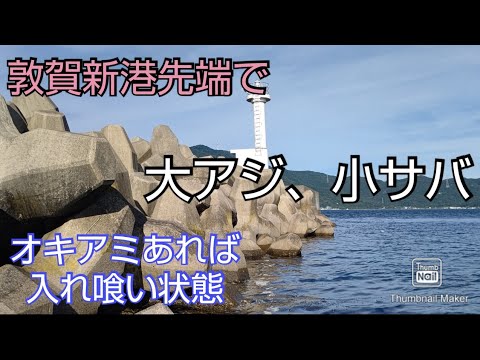 【敦賀湾2分割ボート釣り㉑】敦賀新港先端で大アジ、小サバ入れ食い状態、泳がせ釣りの結果は？