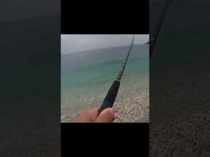 キス釣りの一投目が衝撃の結果に #Short