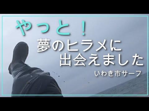 いわき市釣り 夢のヒラメにやっと出会えました #ヒラメ #サーフ #釣り