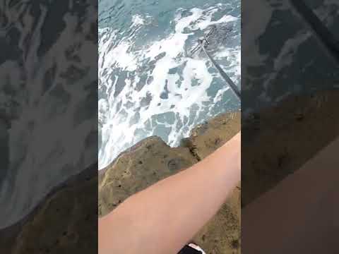 白い服で釣りに行ったら最後に思いっきりイカれた。#shorts#釣り#ヤエン釣り