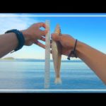 【キス釣り】ついに肘叩きか？自己ベスト更新しました！