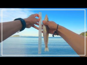 【キス釣り】ついに肘叩きか？自己ベスト更新しました！