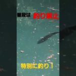 普段は釣り禁止の場所でデカバス！#釣り #バス釣り #ブラックバス #切り抜き #ショークロ