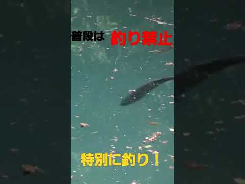 普段は釣り禁止の場所でデカバス！#釣り #バス釣り #ブラックバス #切り抜き #ショークロ